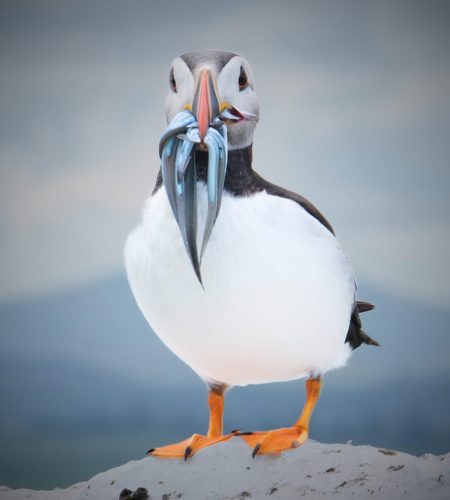 Puffin with Sandeels 2